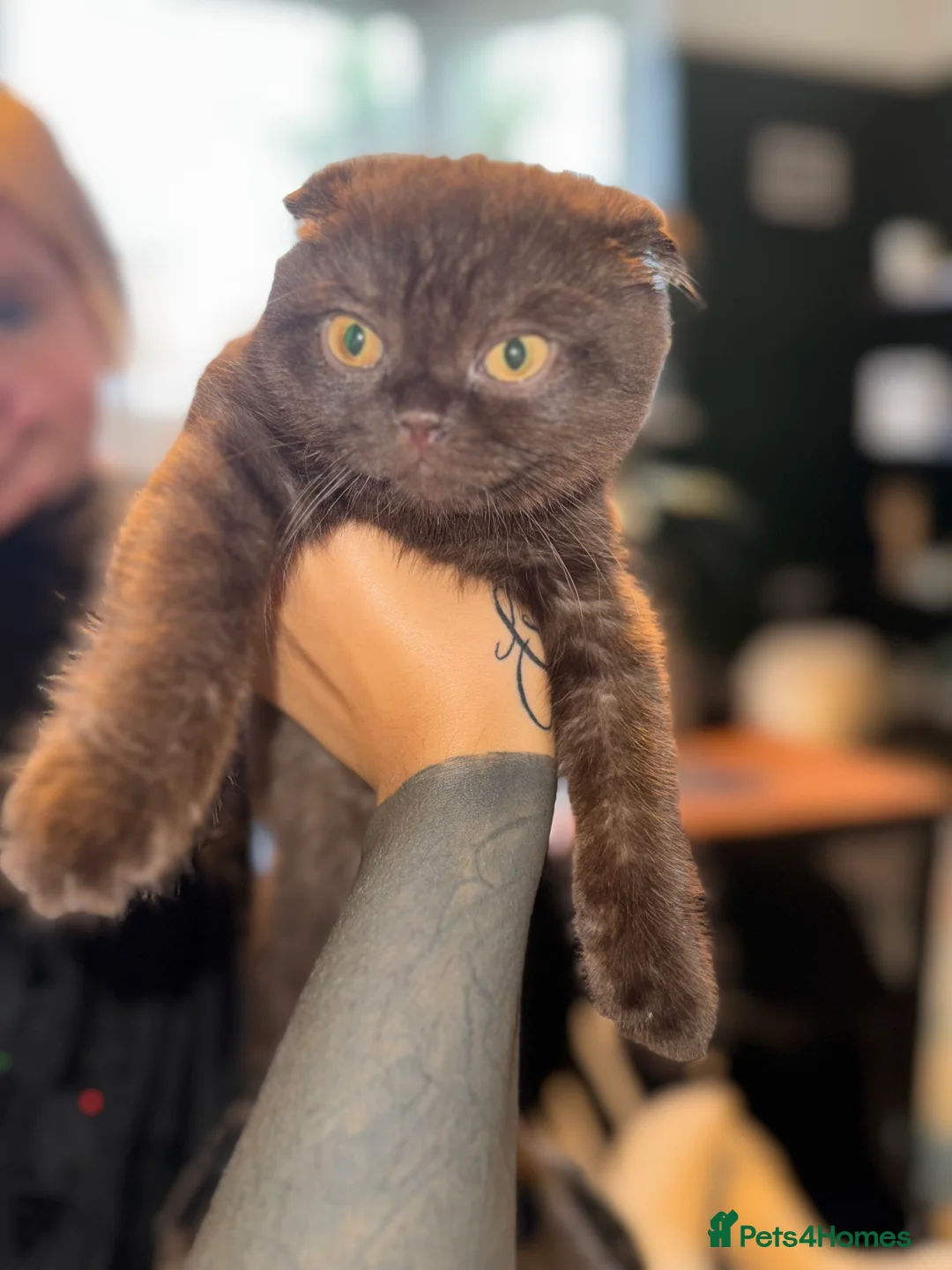 Scottish Fold cats for sale: Brown scottish fold Male - Advert 3