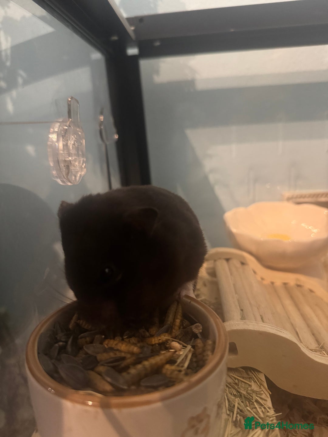 Hamster rodents for sale: Female Syrian Hamster  - Image 2