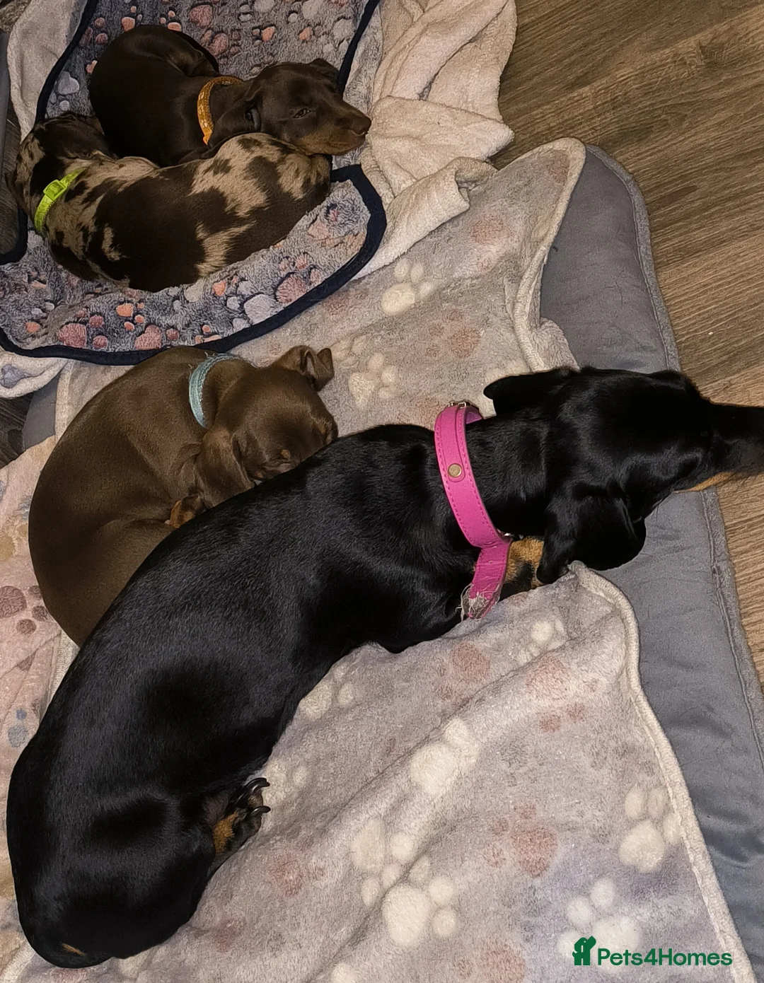 Miniature Dachshund dogs for sale: Adorable mini dachshunds - Advert 4