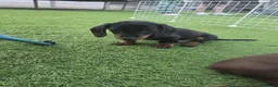 Miniature Dachshund dogs for sale: Minature dachshund pups - Advert 8
