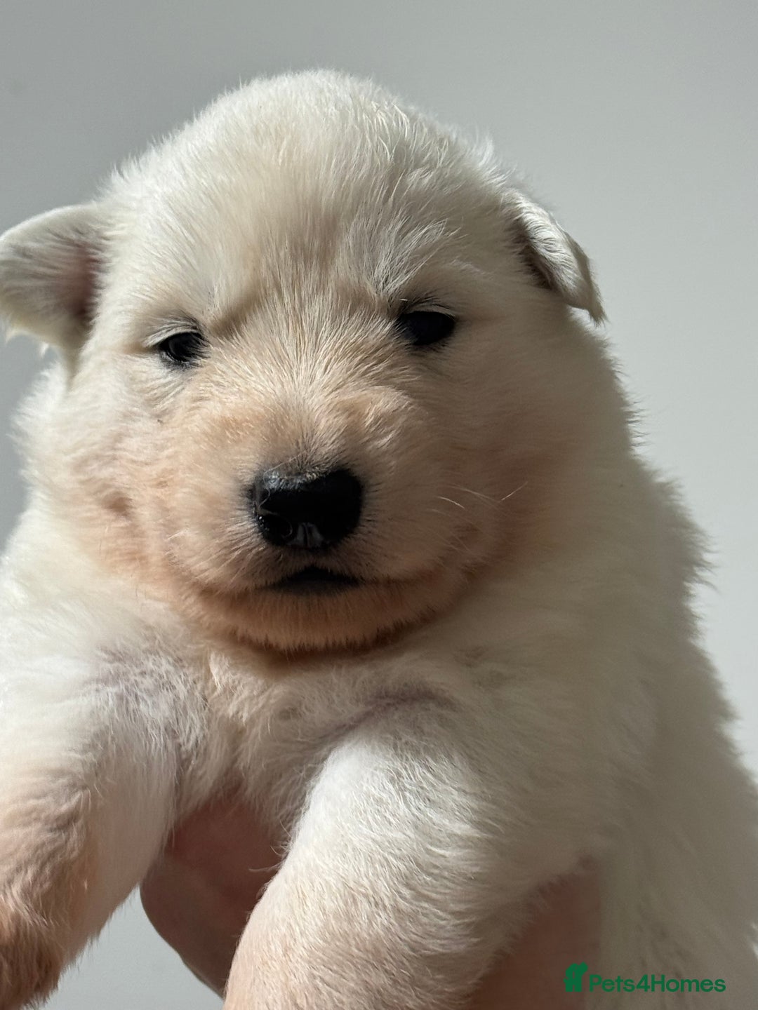 White Swiss Shepherd dogs for sale: WSS One boy and one girl available  - Advert 19