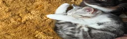 Mixed Breed cats for sale: CUTE KITTENS - Advert 18