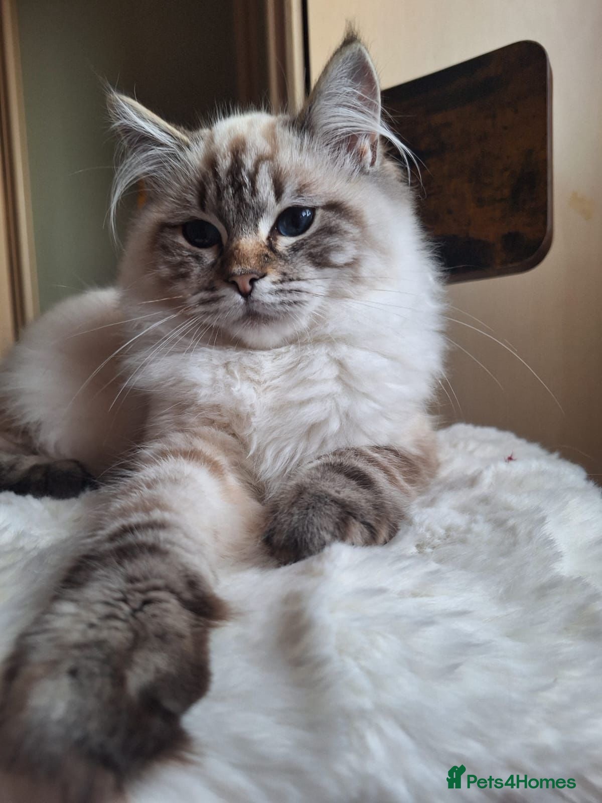 Ragdoll cats Pure Breed Beautiful Ragdoll Girl - Advert 1