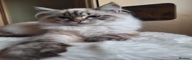 Ragdoll 1