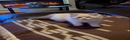 Ragdoll cats for sale: PUREBRED FEMALE RAGDOLL KITTENS AVAILABLE in Wakefield - Advert 4
