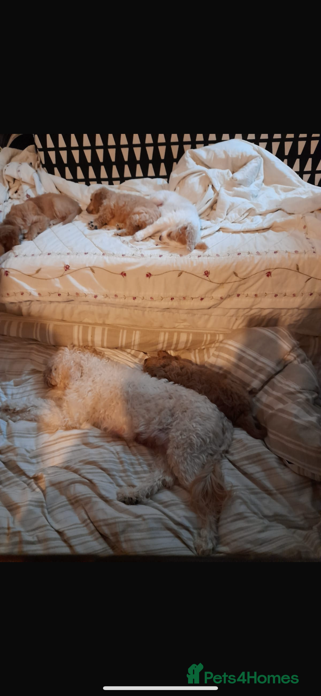 Cavapoo dogs for sale: Beautiful litter of Cavapoo puppies - Advert 2