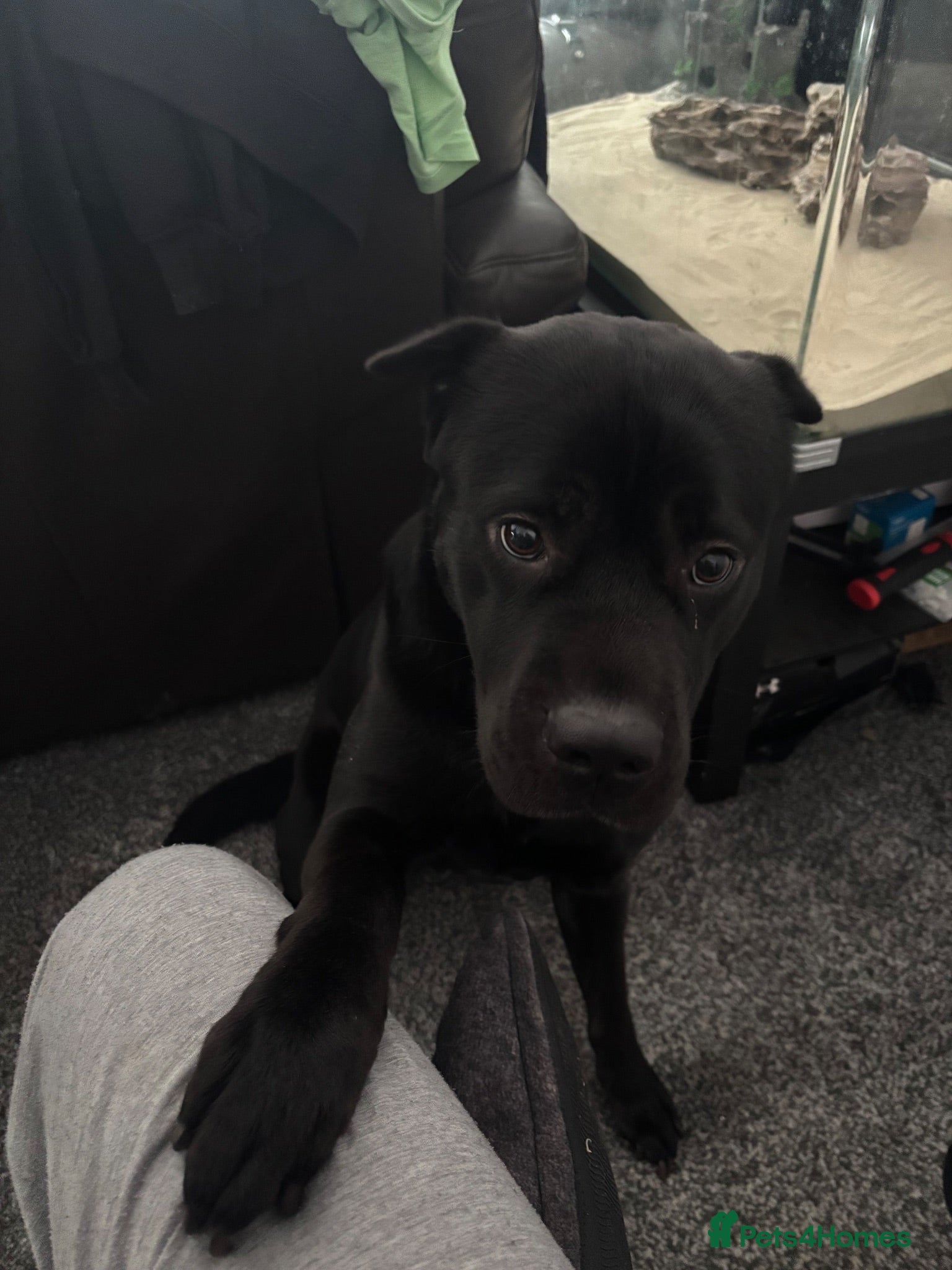 Mixed Breed dogs 2 year old female cane corso cross shar pei - Advert 2