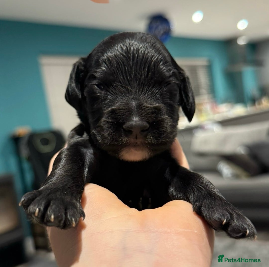 Cocker Spaniel dogs for sale: Gorgeous kc working cocker spaniel puppy - Advert 7