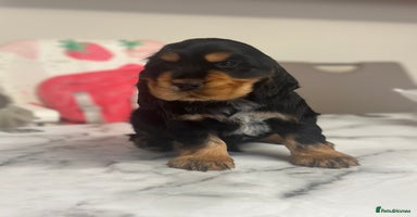 Cocker Spaniel dogs - Advert 2