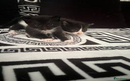 Mixed Breed cats for sale: Toxido kittens  - Image 26