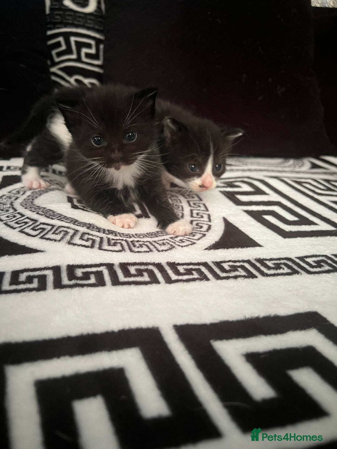 Mixed Breed cats for sale: Toxido kittens  - Image 26
