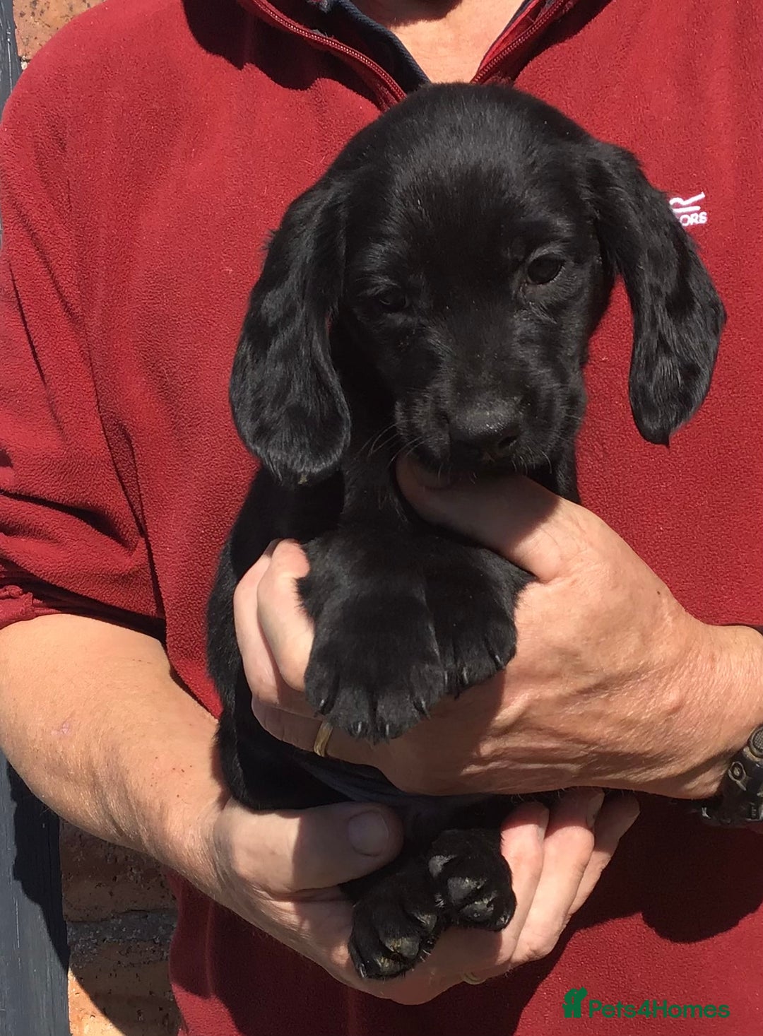 Cockerdor dogs for sale: AMAZING COCKERDOR/COCKADOR PUPPIES - Image 11