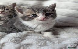 British Shorthair cats for sale: Gorgeous British Short-hair cross Kittens  - Image 27