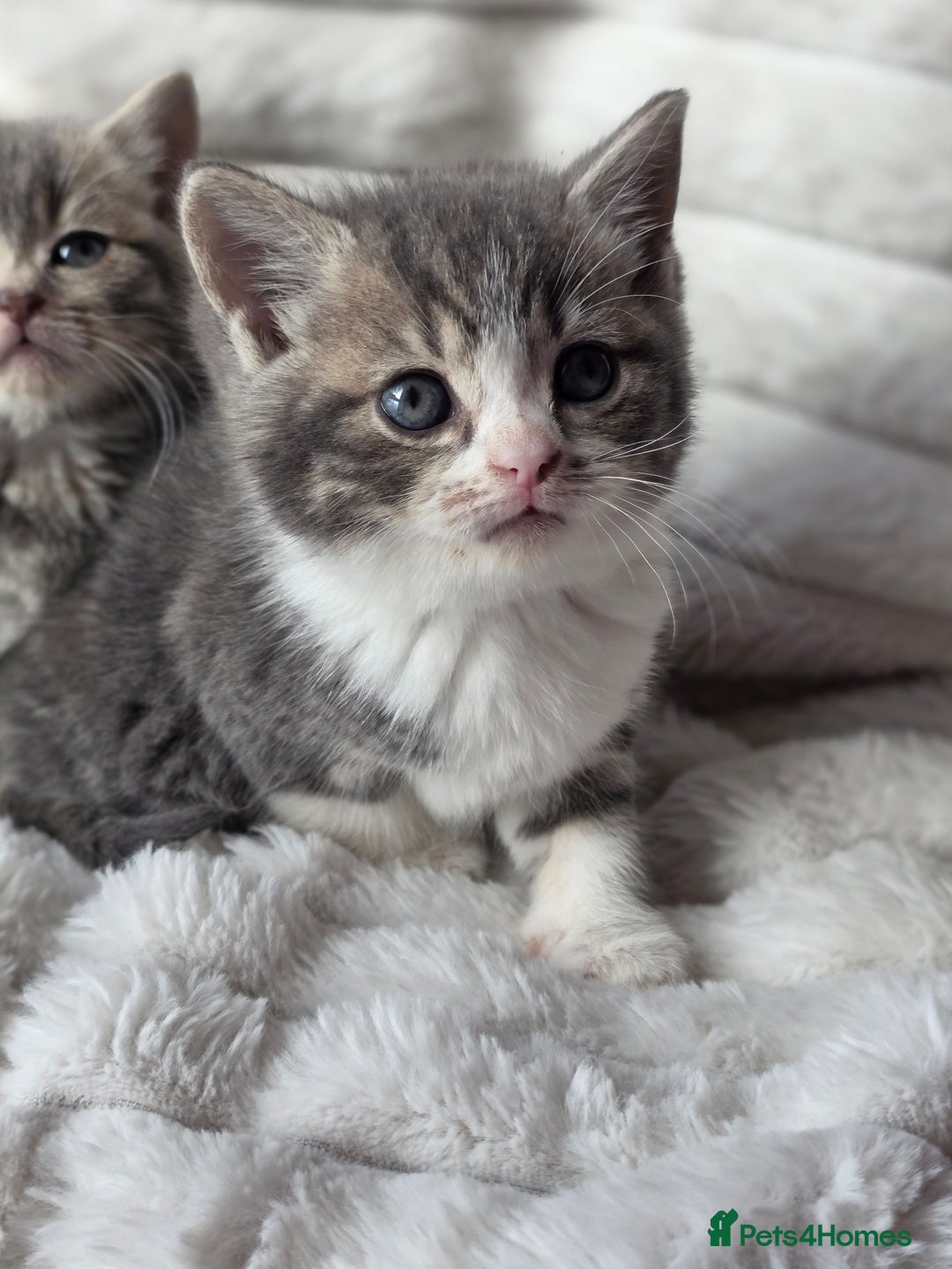 British Shorthair cats for sale: Gorgeous British Short-hair cross Kittens  - Image 27
