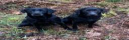 Labrador Retriever dogs for sale: WORKING BLACK LABRADOR PUPPIES-DRAKESHEAD LINE - Advert 6
