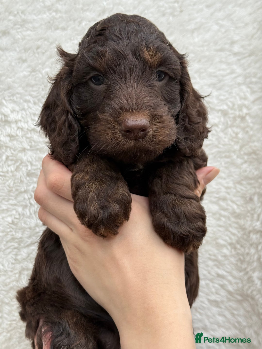Cockapoo dogs for sale: F1 Show Cockapoo - Image 3