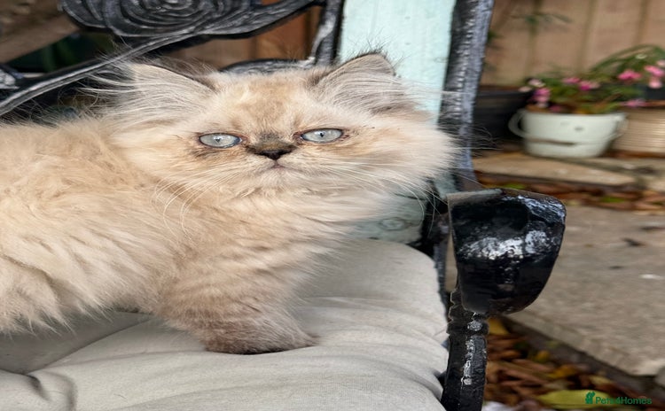 Persian cats - Advert 12