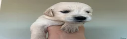Golden Retriever dogs for sale: Health tested and KC-stunning golden retrievers  - Advert 8
