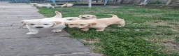 Golden Retriever dogs for sale: Golden Retriever puppys in Harrow London  - Advert 16