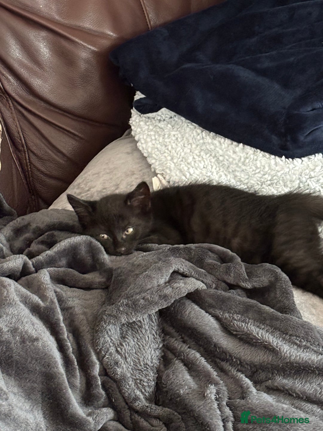 Mixed Breed cats for sale: Black Short Hair Kitten - male - Image 7