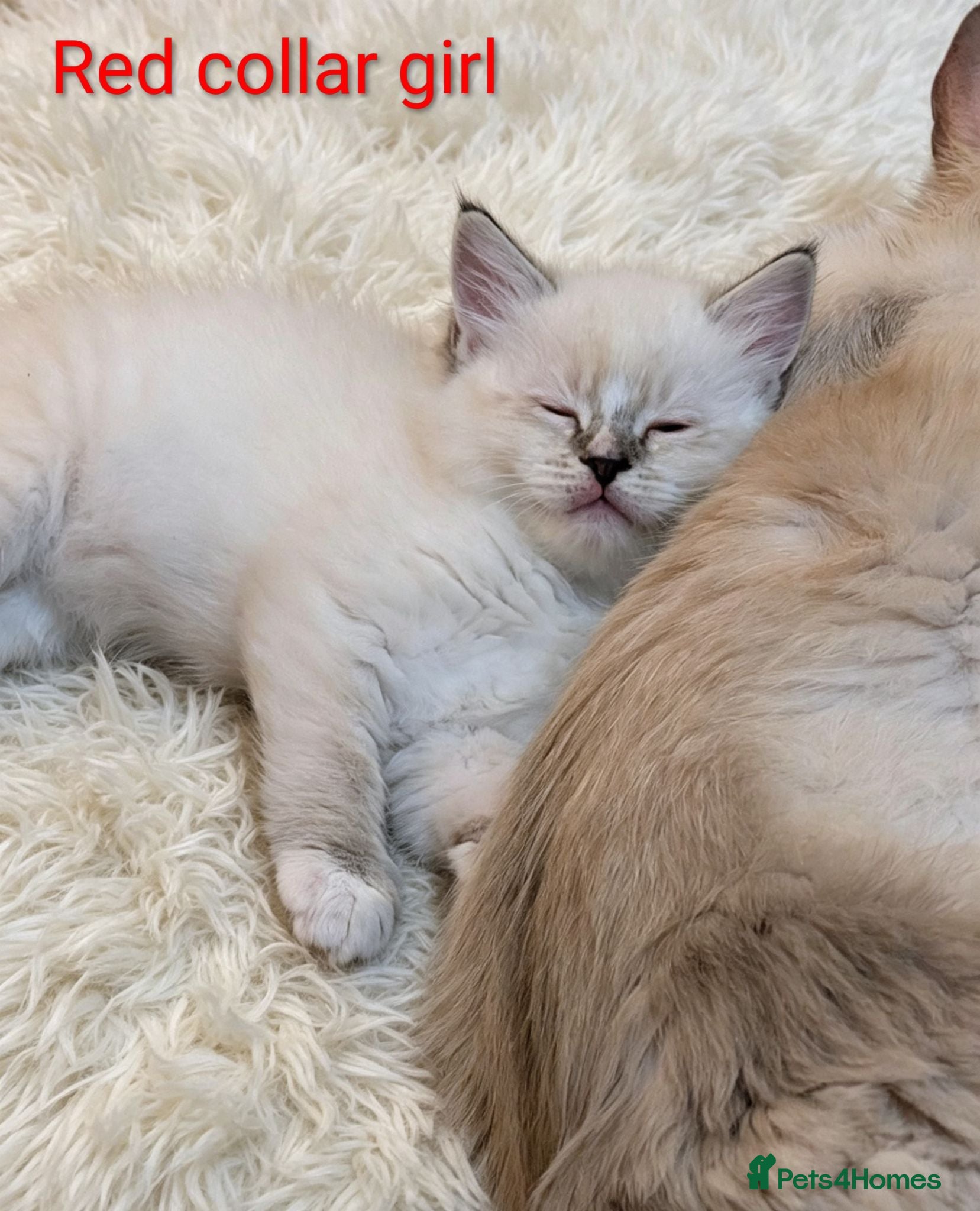 Ragdoll cats Grand champion lines TICA Ragdoll kittens  - Advert 1