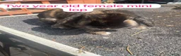 Mixed Breed rabbits for sale: Mix rabbits please read listing  - Advert 12