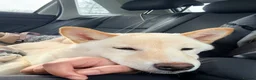 Japanese Shiba Inu dogs for sale: Champion Bloodline Shiba Inu Girl in Edinburgh - Advert 7