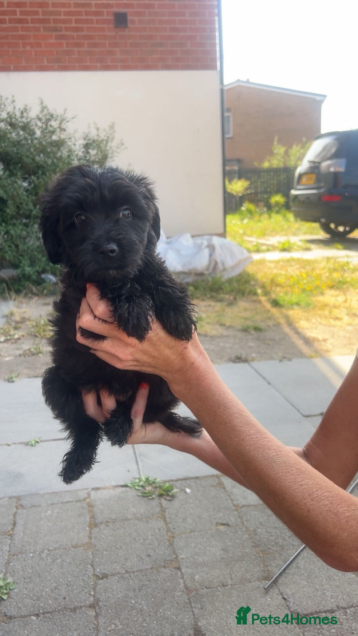 Mixed Breed dogs Pomapoo puppies  - Advert 4