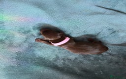 Dachshund dogs for sale: Beautiful Dachshund Pups - Image 2