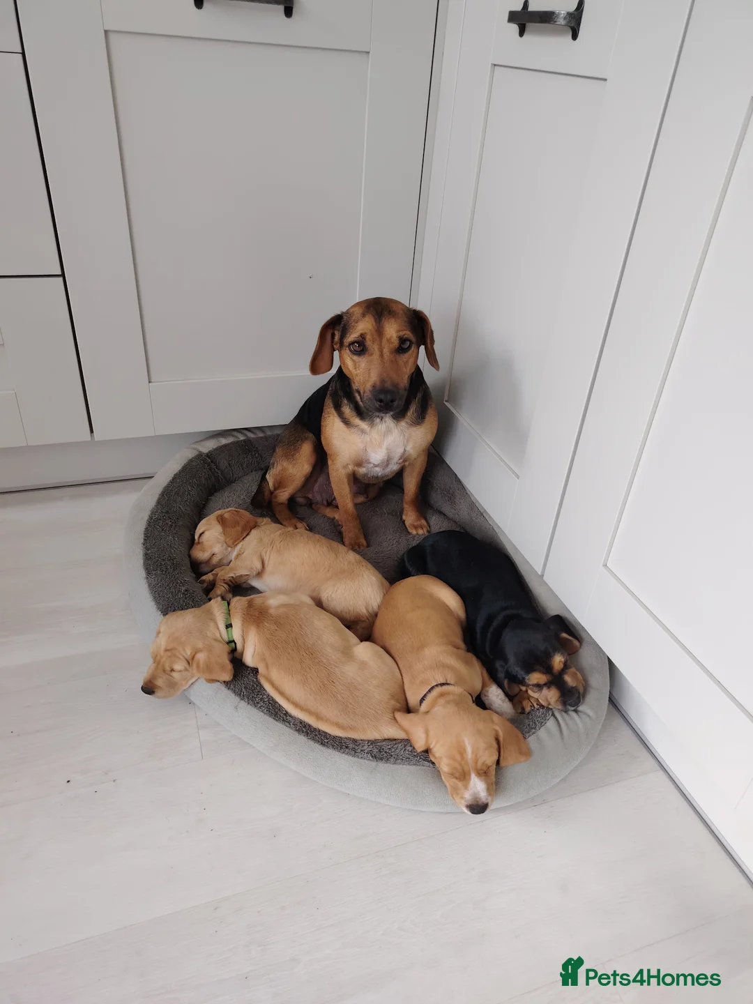 Mixed Breed dogs for sale: Cocker cross  - Advert 2