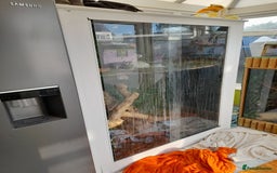 Iguana reptiles for sale: Blue igguana - Image 4
