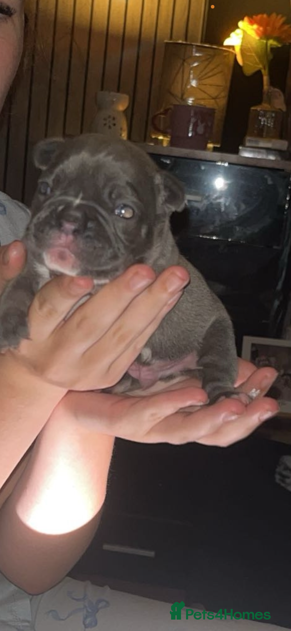 French Bulldog dogs French bulldog - Advert 1