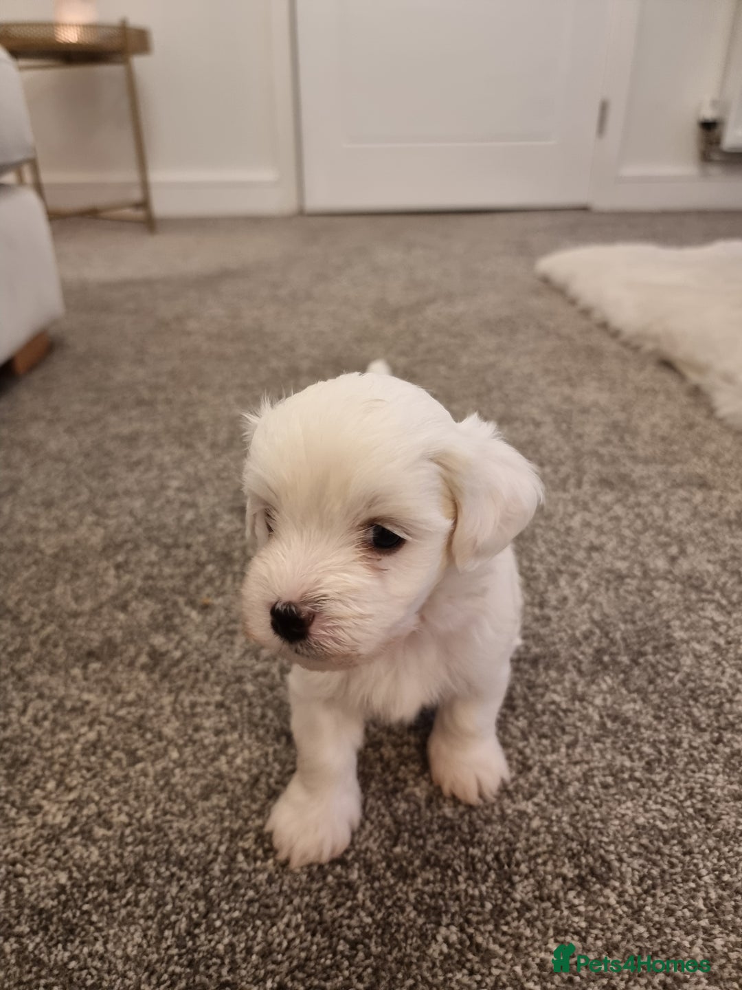 Maltipoo dogs for sale: Beautiful Maltipoo Puppies - Advert 18