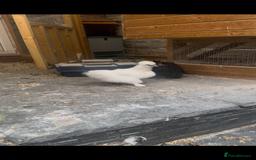 Chickens poultry for sale: Bonded Bantams  - Image 1