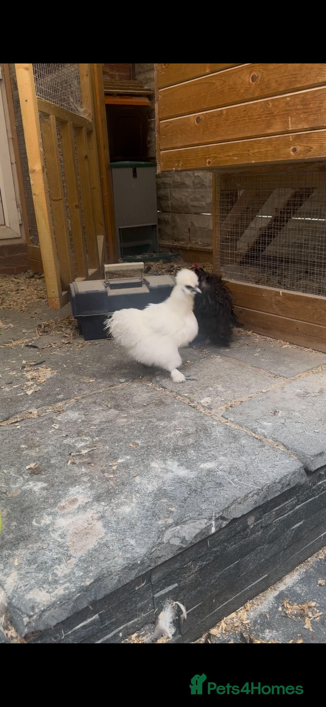Chickens poultry for sale: Bonded Bantams  - Image 1