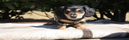 Miniature Dachshund dogs for sale: EXCEPTIONAL KC CREAM & BLACK/CREAM PUPPIES  - Advert 13