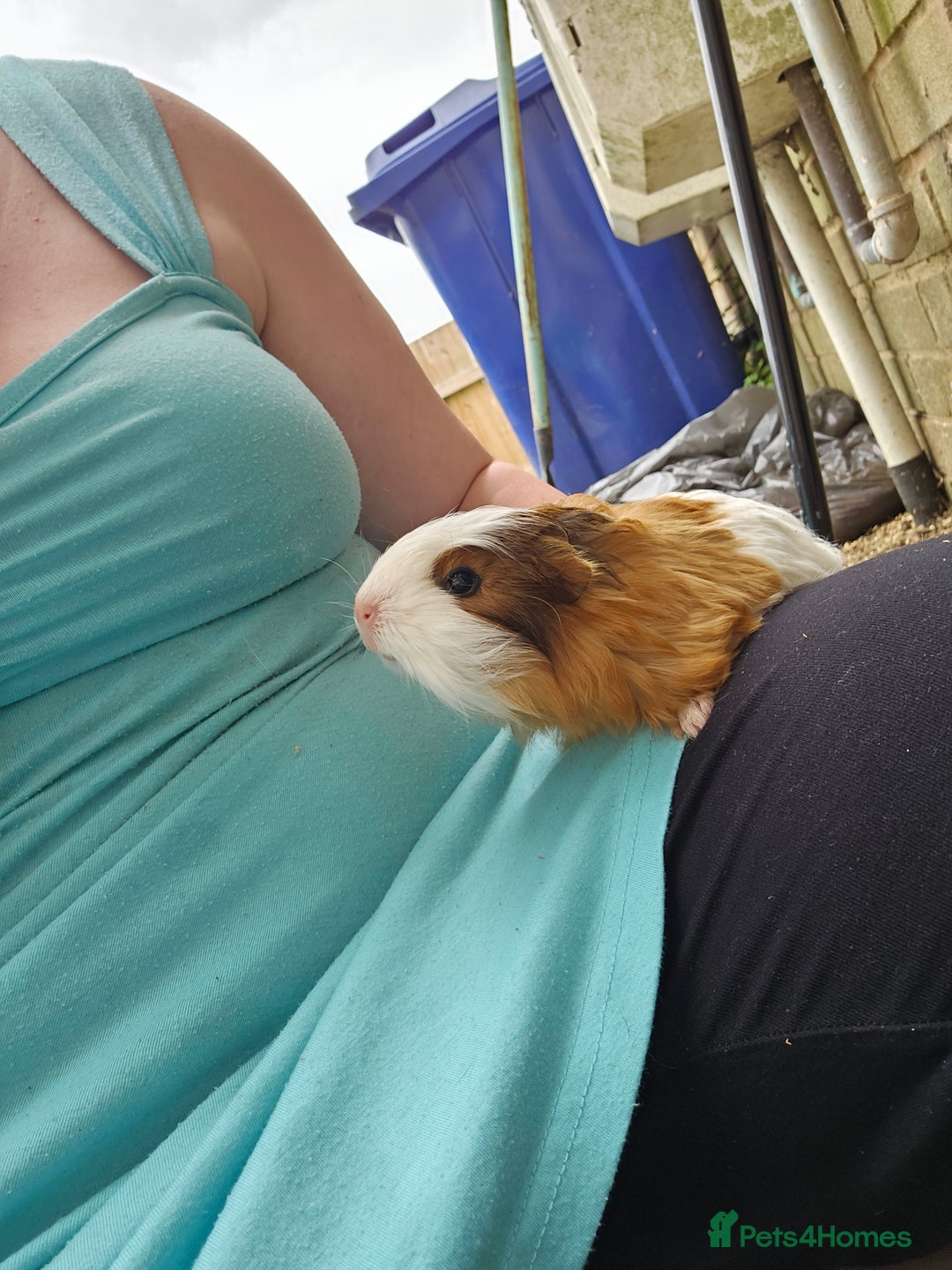 Guinea Pig rodents for sale: Male guinea pigs for sale  - Image 6
