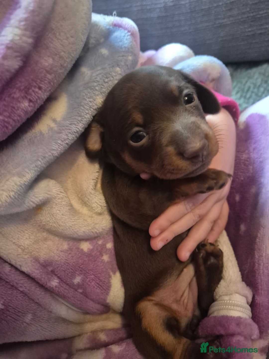 Dachshund dogs for sale: 3 female miniature dashounds  - Image 9