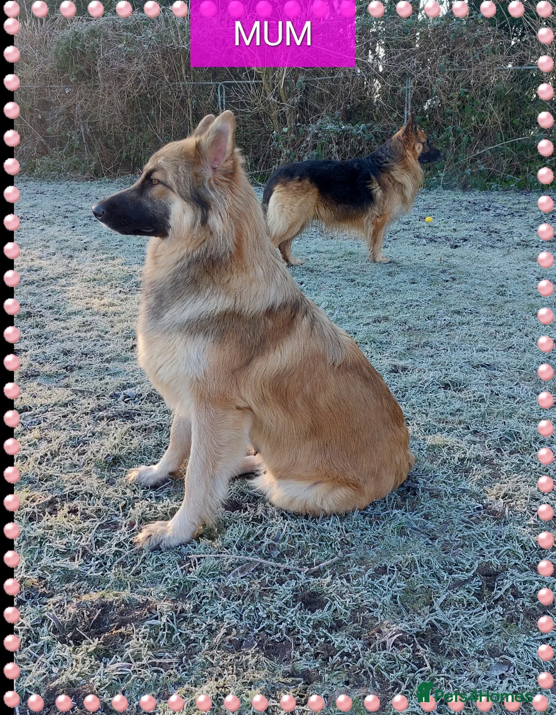 German Shepherd dogs for sale: German shephered puppys 4 boys 2 girls - Advert 5