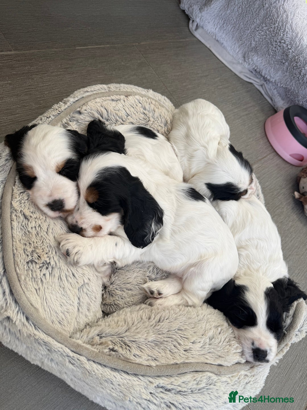 Cocker Spaniel dogs for sale: Gorgeous KC registered Show Cocker Spaniels - Image 6