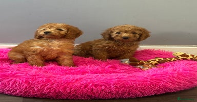 Cavapoo dogs - Advert 6