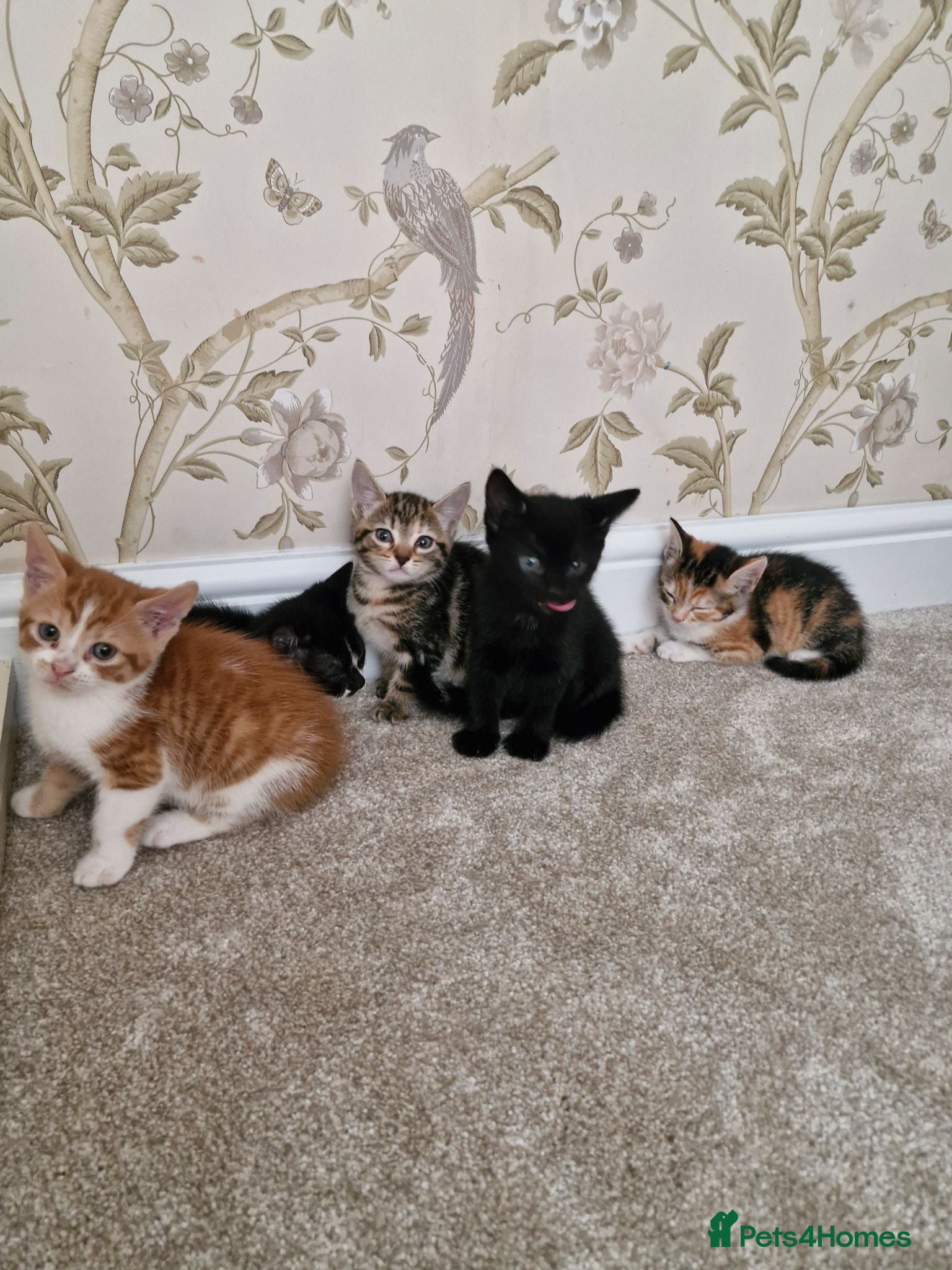 Mixed Breed cats Kittens Ready Now - Advert 1
