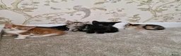 Mixed Breed cats for sale: Kittens Ready Now in Basildon - Advert 12