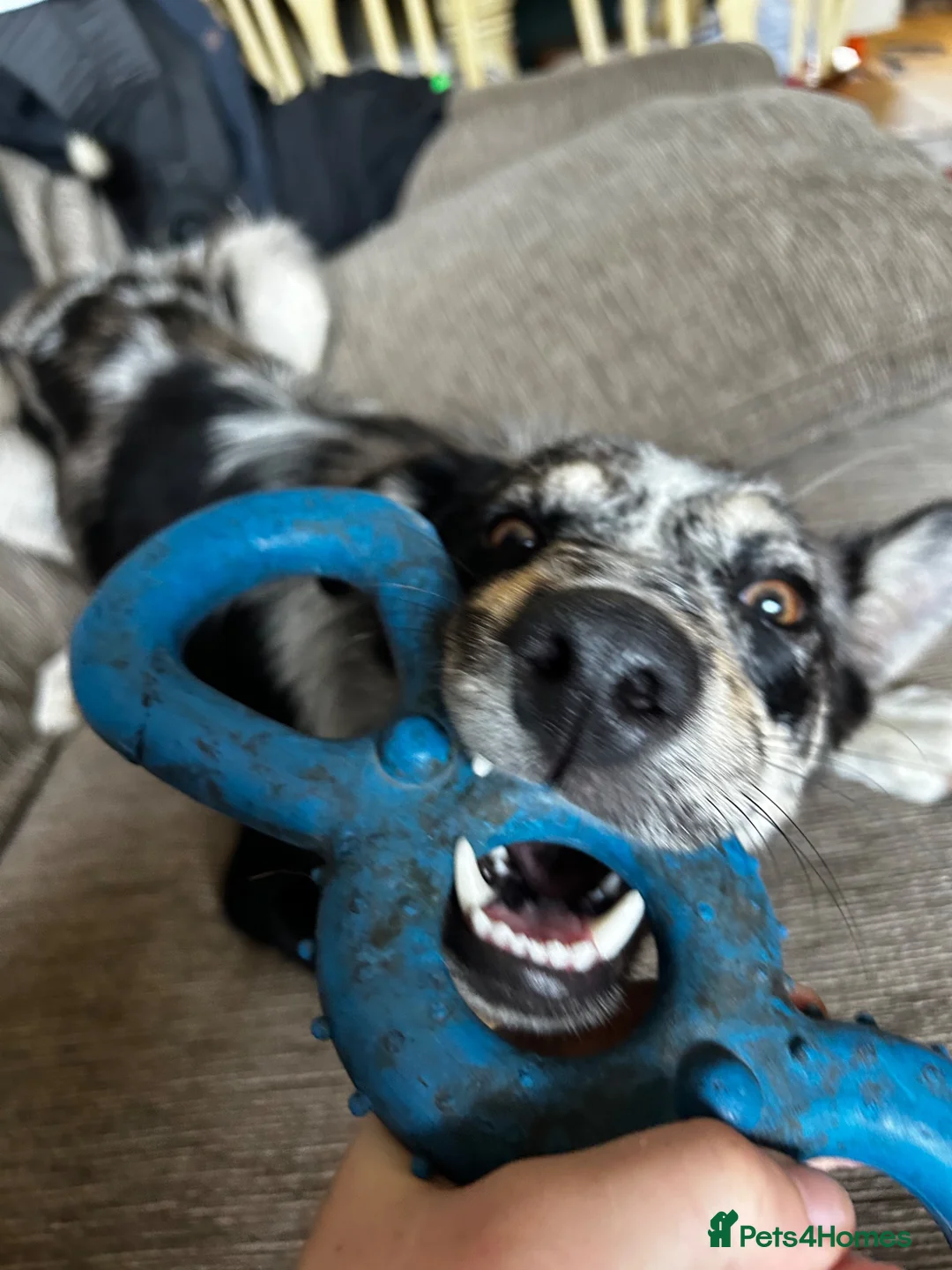 Mixed Breed dogs for sale: mave  - Advert 2