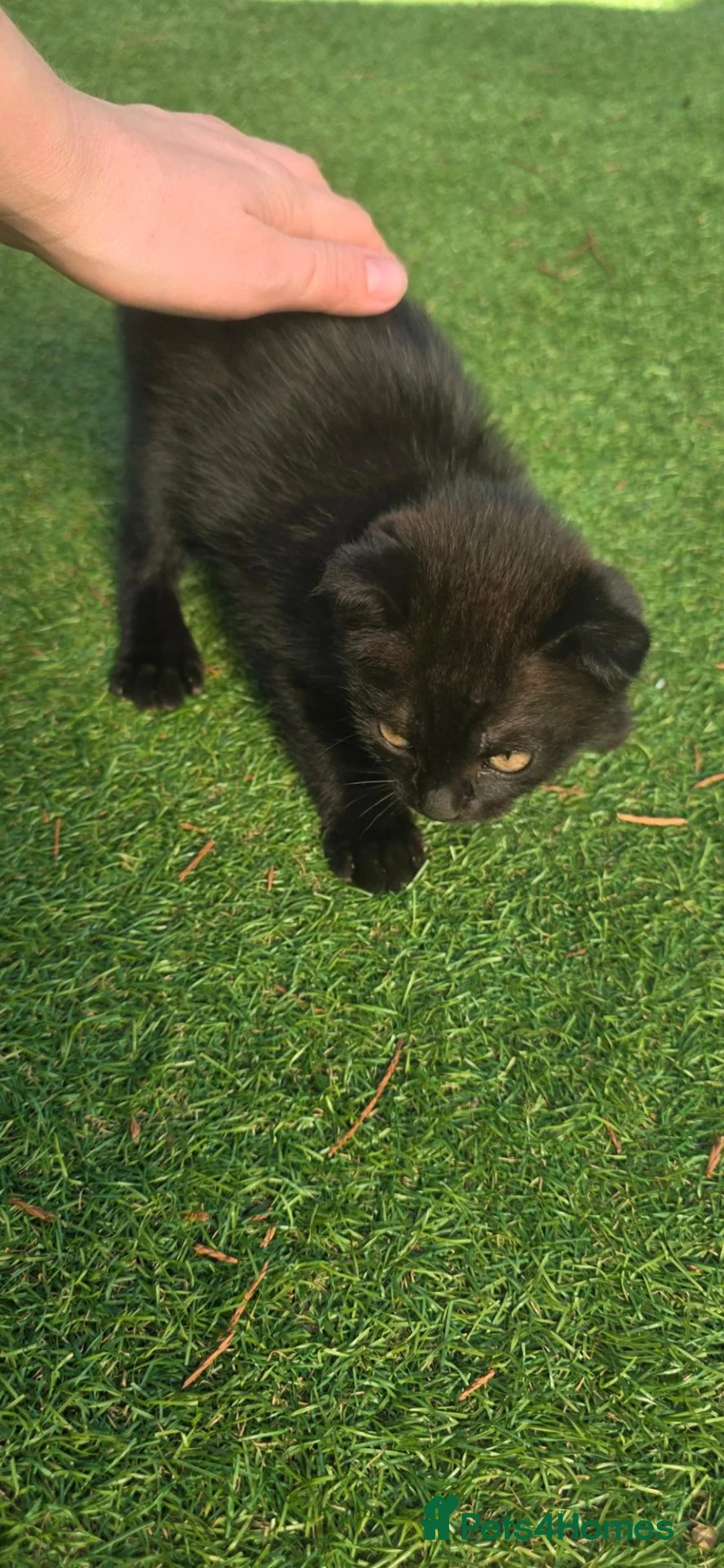 Mixed Breed cats for sale: Kitten in Northampton - Advert 4