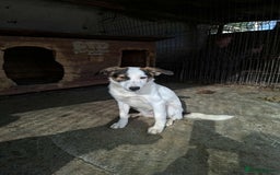 Mixed Breed dogs for adoption: Carrie - Stowmarket Suffolk  - Image 5