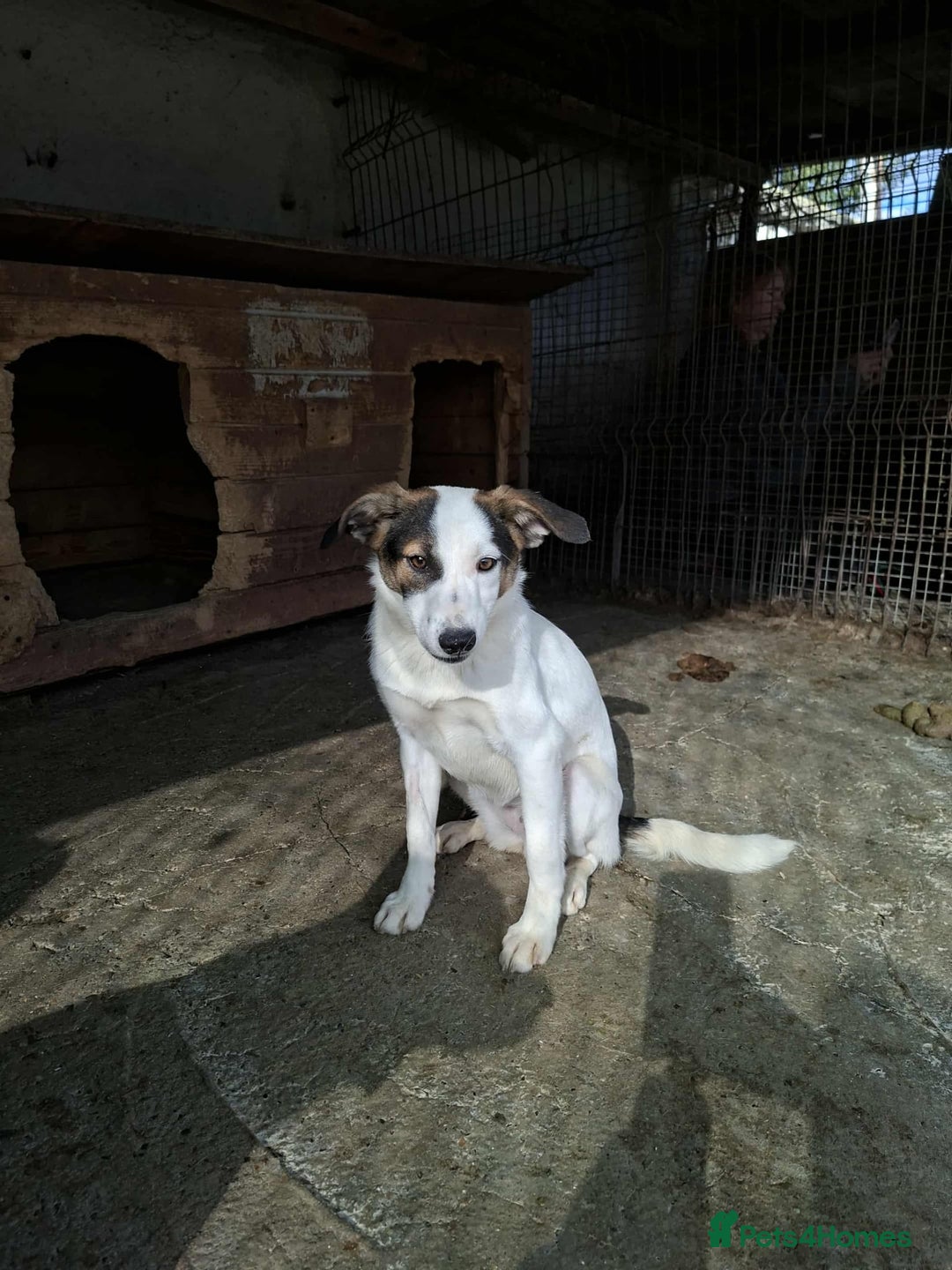 Mixed Breed dogs for adoption: Carrie - Stowmarket Suffolk  - Image 5