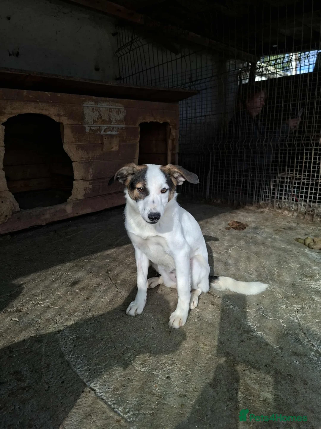 Mixed Breed dogs for adoption: Carrie - Stowmarket Suffolk  - Advert 5