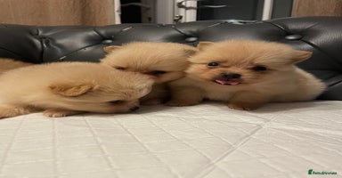 Pomeranian dogs - Advert 2