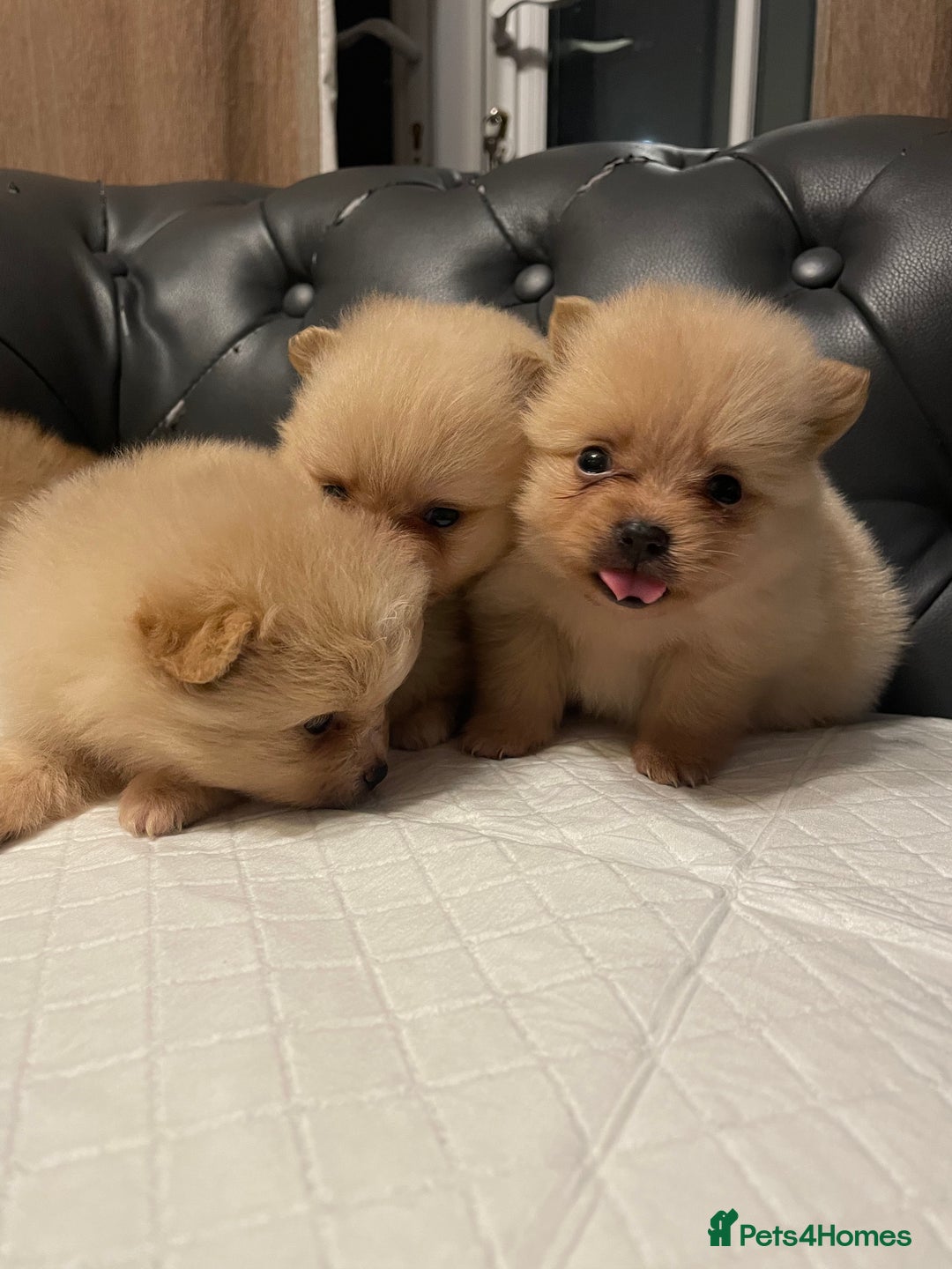 Pomeranian dogs for sale: Beautiful 🤩 Pomarenian puppies  - Image 2